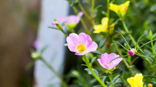 Close-up of pink flowering plant