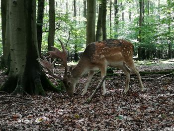 Deer grazing on field in forest