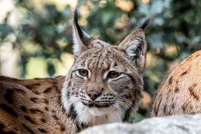 Close-up of a linx