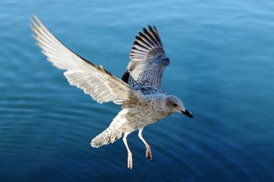 Close-up of seagull flying over sea