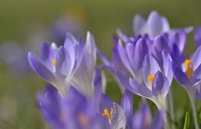 Close-up of purple crocus blooming outdoors