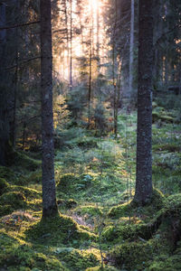 Pine trees in forest