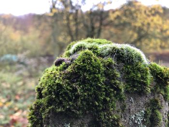 Close-up of moss growing on tree trunk