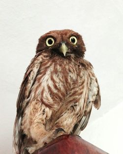 Close-up portrait of owl perching against wall