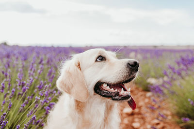 Close-up of dog looking away on field