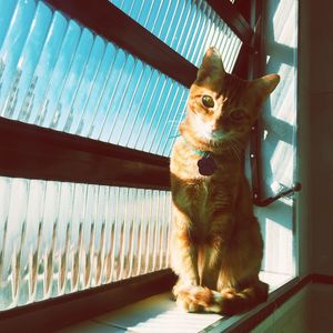 Portrait of cat sitting