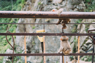 Close-up of monkey on railing against fence