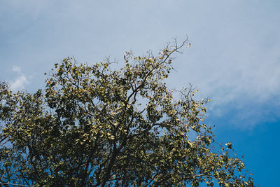 Low angle view of flower tree against sky
