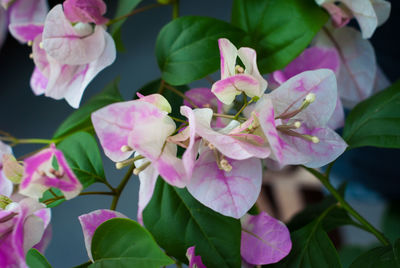 Close-up of pink flowering plants