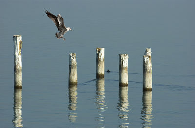 Bird landing on wooden post in lake