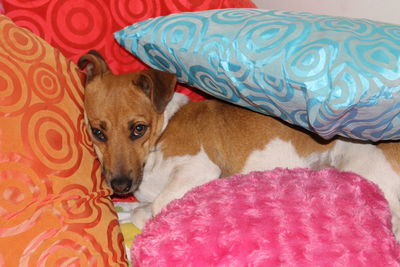 High angle portrait of dog relaxing on bed