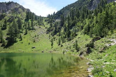 Scenic view of lake in forest