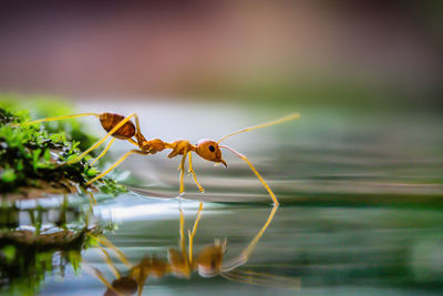 Close-up of insect on leaf