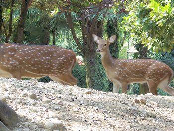 Deer in a forest