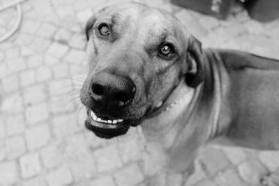 Close-up portrait of dog relaxing outdoors