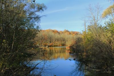 Scenic view of lake in forest against sky