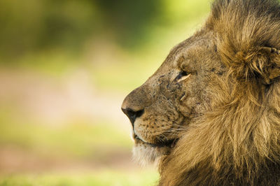 Close-up of lion