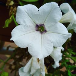 Close-up of white flower blooming outdoors