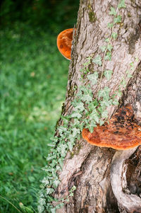 Close-up of tree trunk in forest