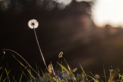 Close-up of dandelion on field