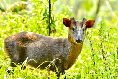 Portrait of an animal on field