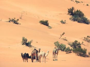 Horses on sand dune in desert against sky