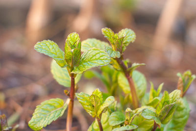 Peppermint plant in an organic garden with young sprouting leaves, deep green color and red petioles 