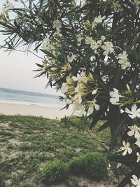 Tree by sea against sky