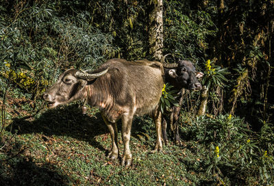 View of an animal on field