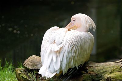 White pelican perching on fallen tree at lakeshore