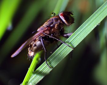 Close-up of bug on leaf at field