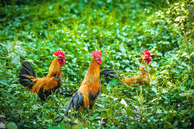 Roosters perching on green field