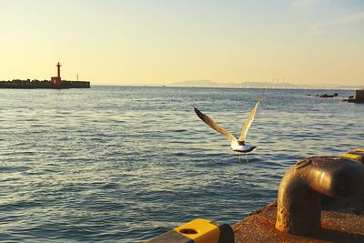 Bird flying over sea against clear sky