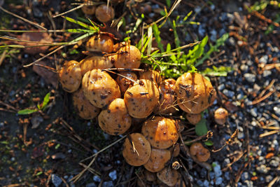 Several fungi growing together seen from above