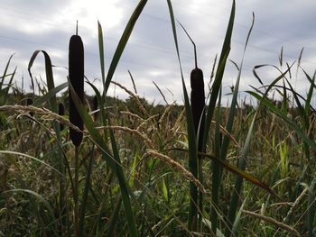 Close-up of grass on field against sky