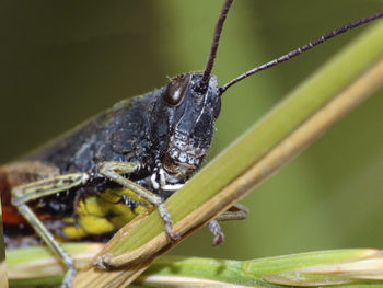 Close-up of insect on leaf