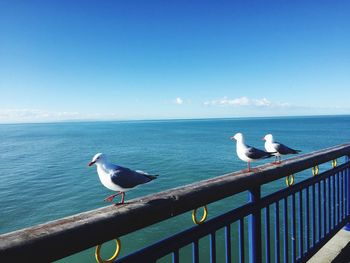 Seagull perching on railing against sea