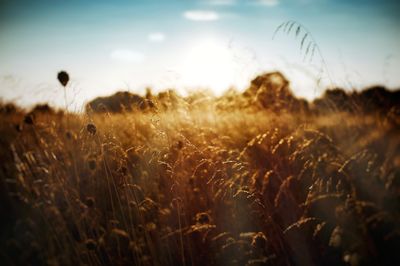 Expanse of wheat in the middle of beautiful nature