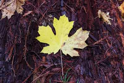 Directly above shot of dry maple leaf on land