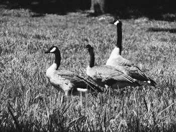 Ducks on field