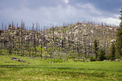 Plants growing on land against sky