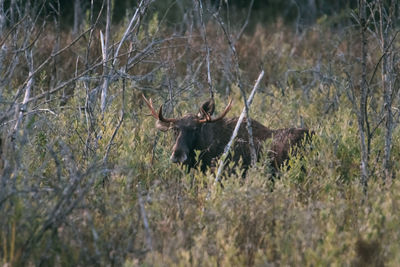 Deer in a forest