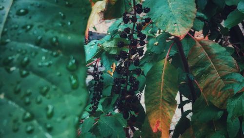 Close-up of wet leaves during rainy season