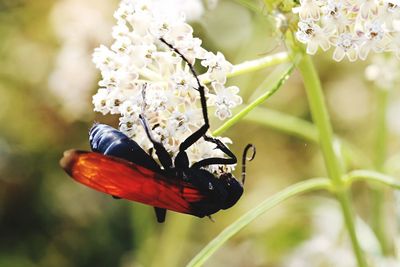 Close-up of butterfly perching on flower