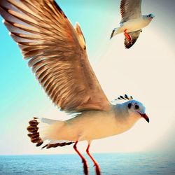 Low angle view of seagulls flying against sky