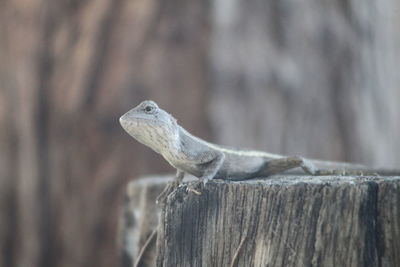 Close-up of lizard