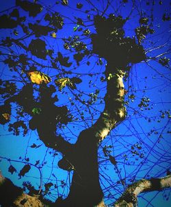 Low angle view of bare trees against blue sky