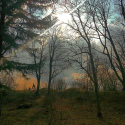Trees on field at sunset
