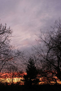Low angle view of bare trees against sky