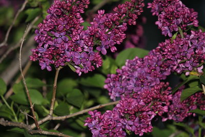 Close-up of pink flowers